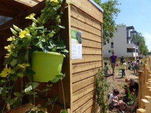 Atelier jardin ALAE Dahlias (21)