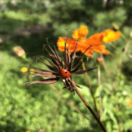 Une coccinelle est installée sur une fleur