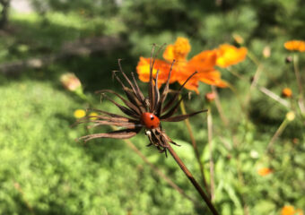Une coccinelle est installée sur une fleur